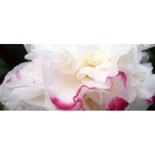 Camellia Beatrice Emily 1 Plants Ruffled White/Pink tinged flowers sasanqua